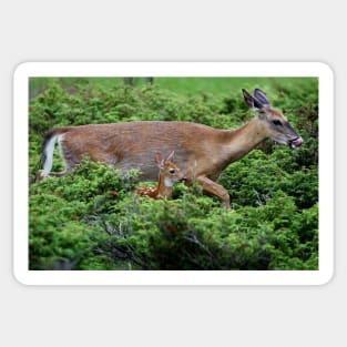 Mother and child reunion - White-tailed Deer Sticker